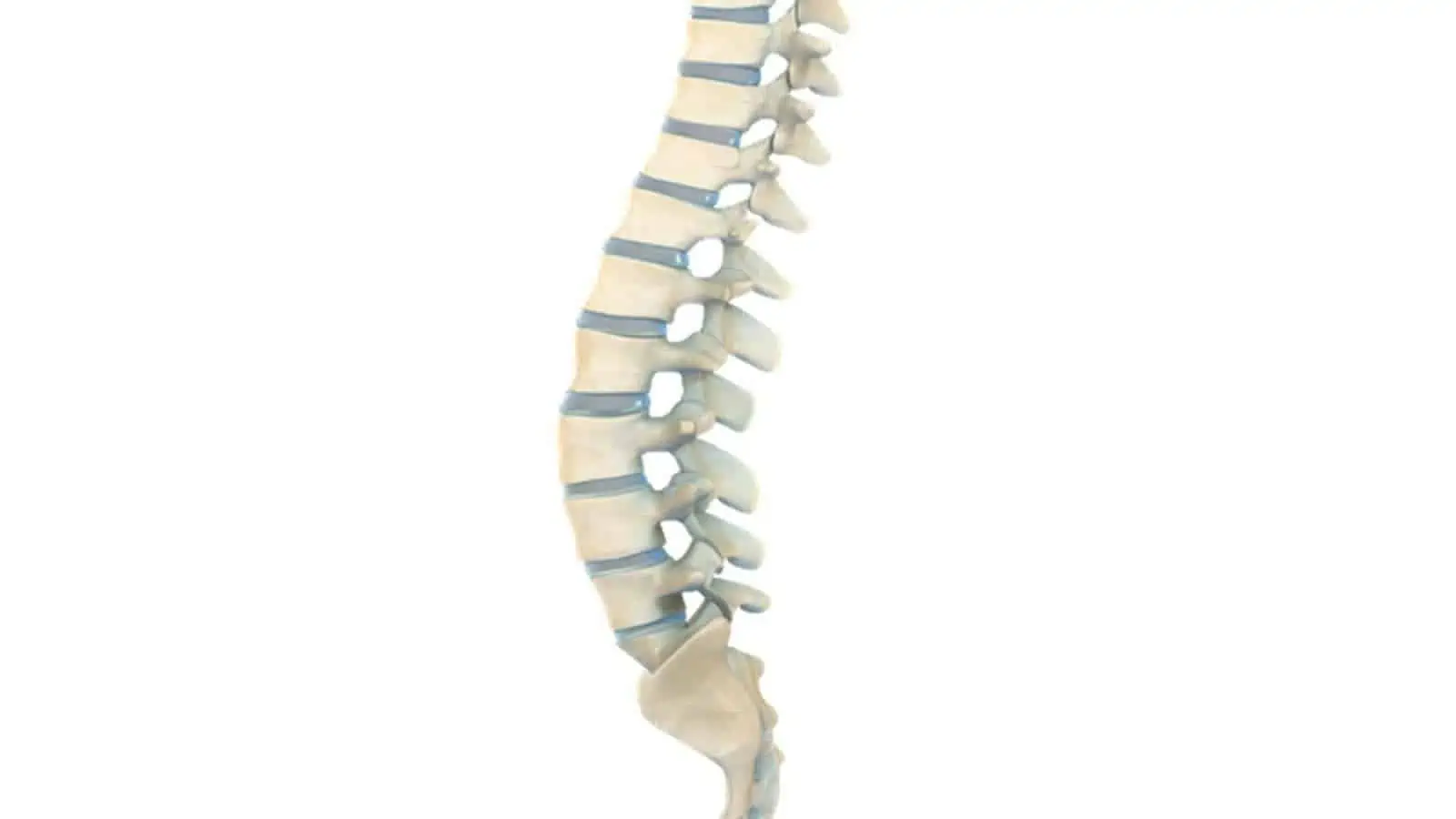 Discopatia ou Doença Degenerativa do Disco - Causas, Sintomas e Tratamentos 16 Coluna Vertebral - Fonte de Dor na Coluna - Lombalgia e Cervicalgia