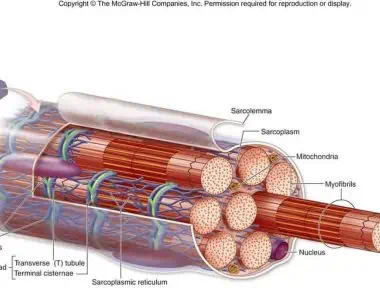 Contraturas e espasmos musculares, uma das principais causas de dores na coluna. 17 espasmo-muscular-dor-lombalgia