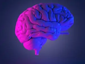 Fibromialgia 5 cerebro