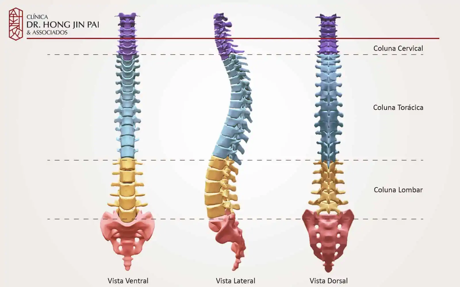 vistas da coluna vertebral