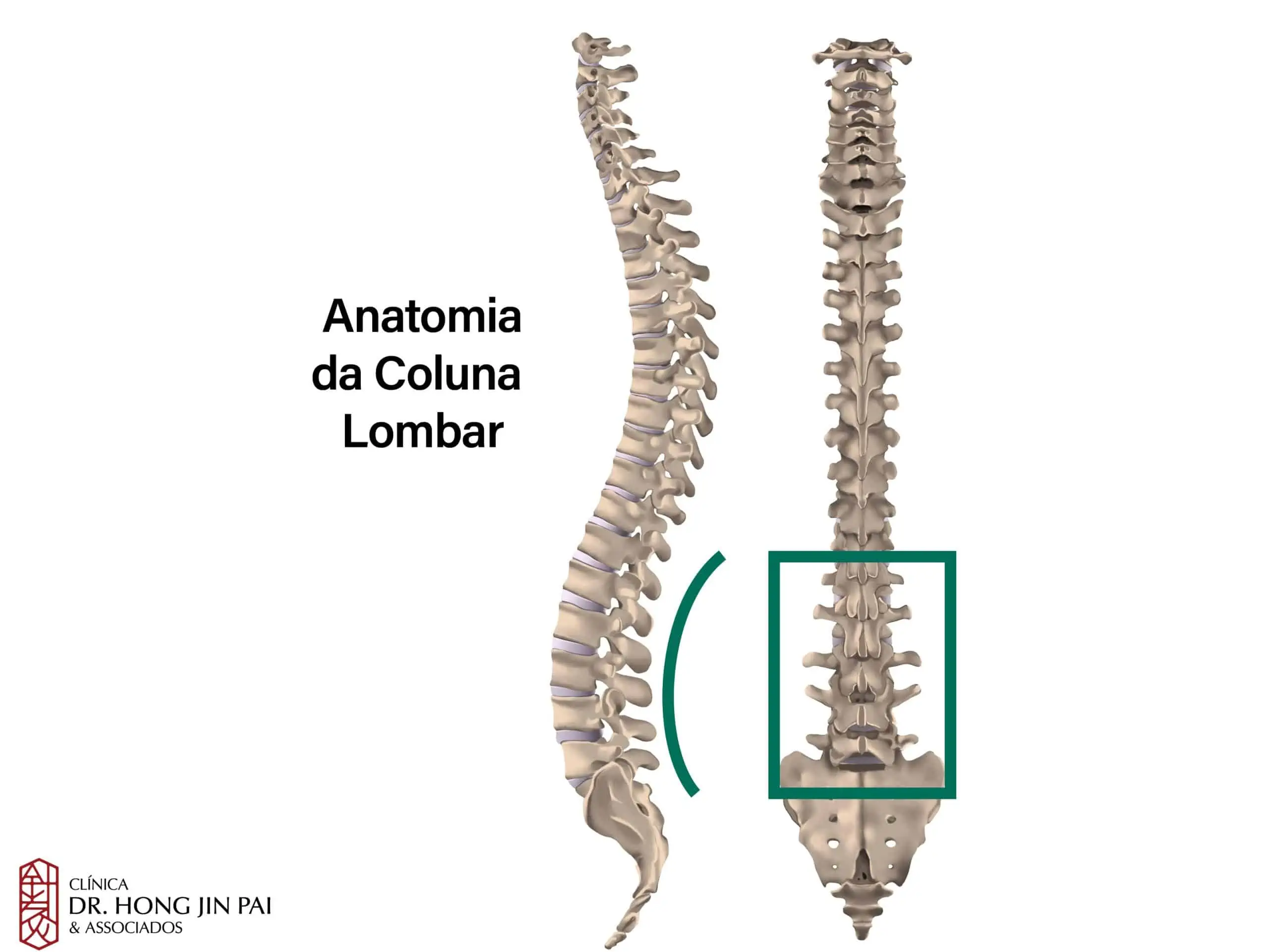 Anatomia da Coluna Vertebral: O que você precisa saber 1 ANATOMIA COLUNA vertebral 1