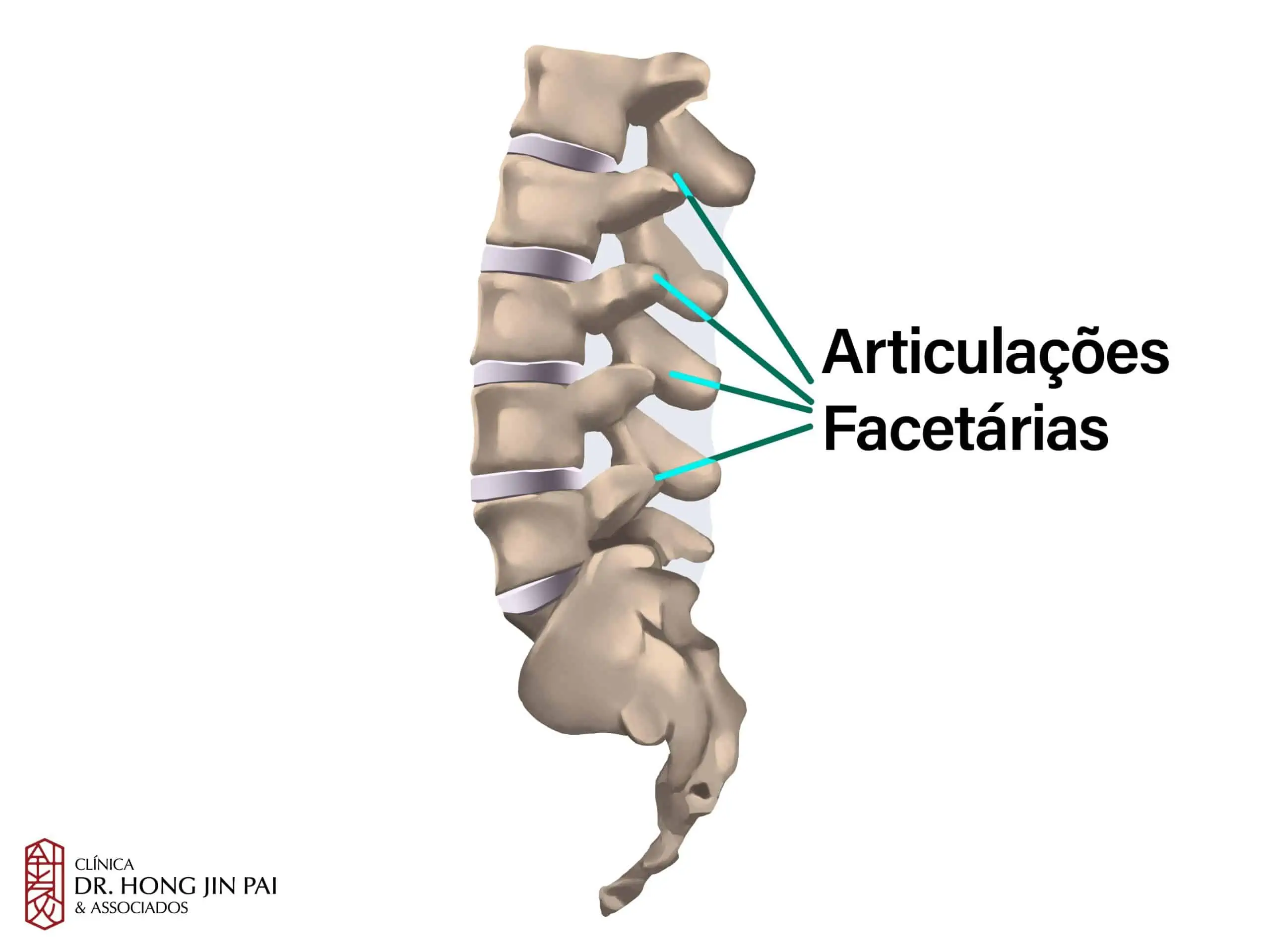 Anatomia da Coluna Vertebral: O que você precisa saber 7 ANATOMIA COLUNA vertebral ARTICULACOES FACETARIAS