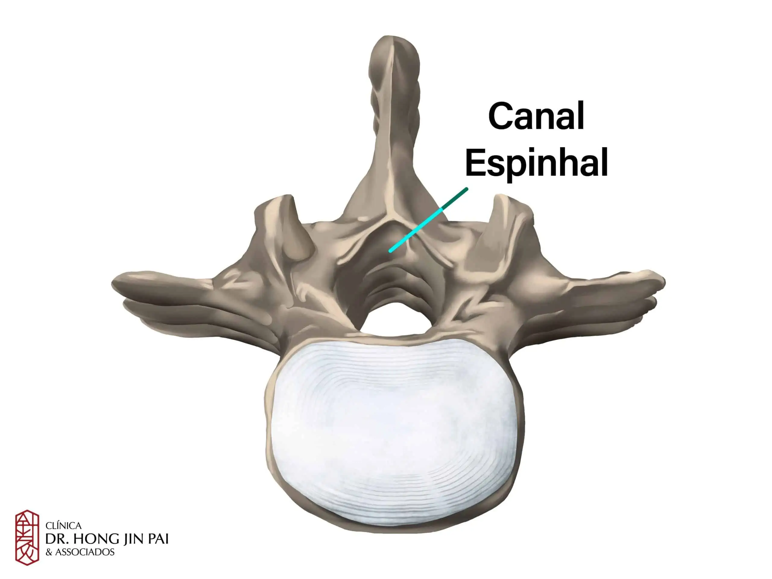 Anatomia da Coluna Vertebral: O que você precisa saber 5 ANATOMIA COLUNA vertebral CANAL ESPINHAL scaled