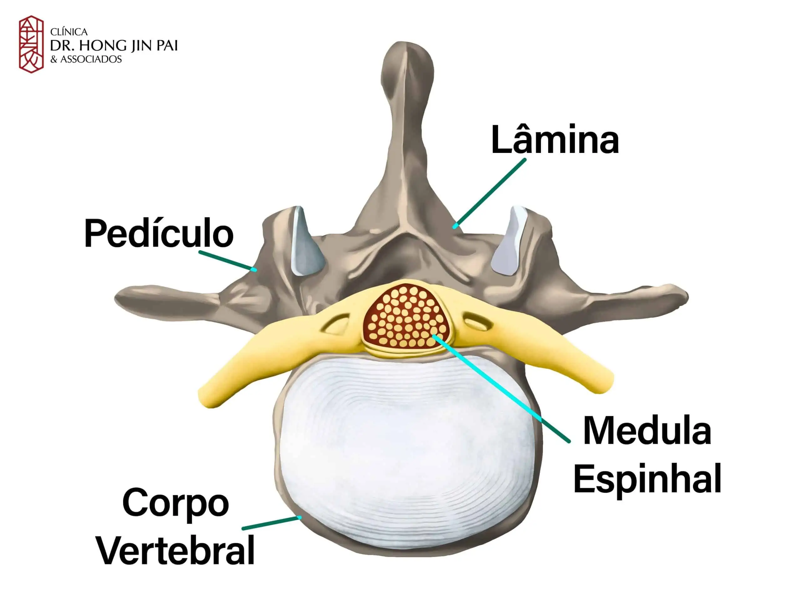 Anatomia da Coluna Vertebral: O que você precisa saber 6 ANATOMIA COLUNA vertebral CORPO VERTEBRAL