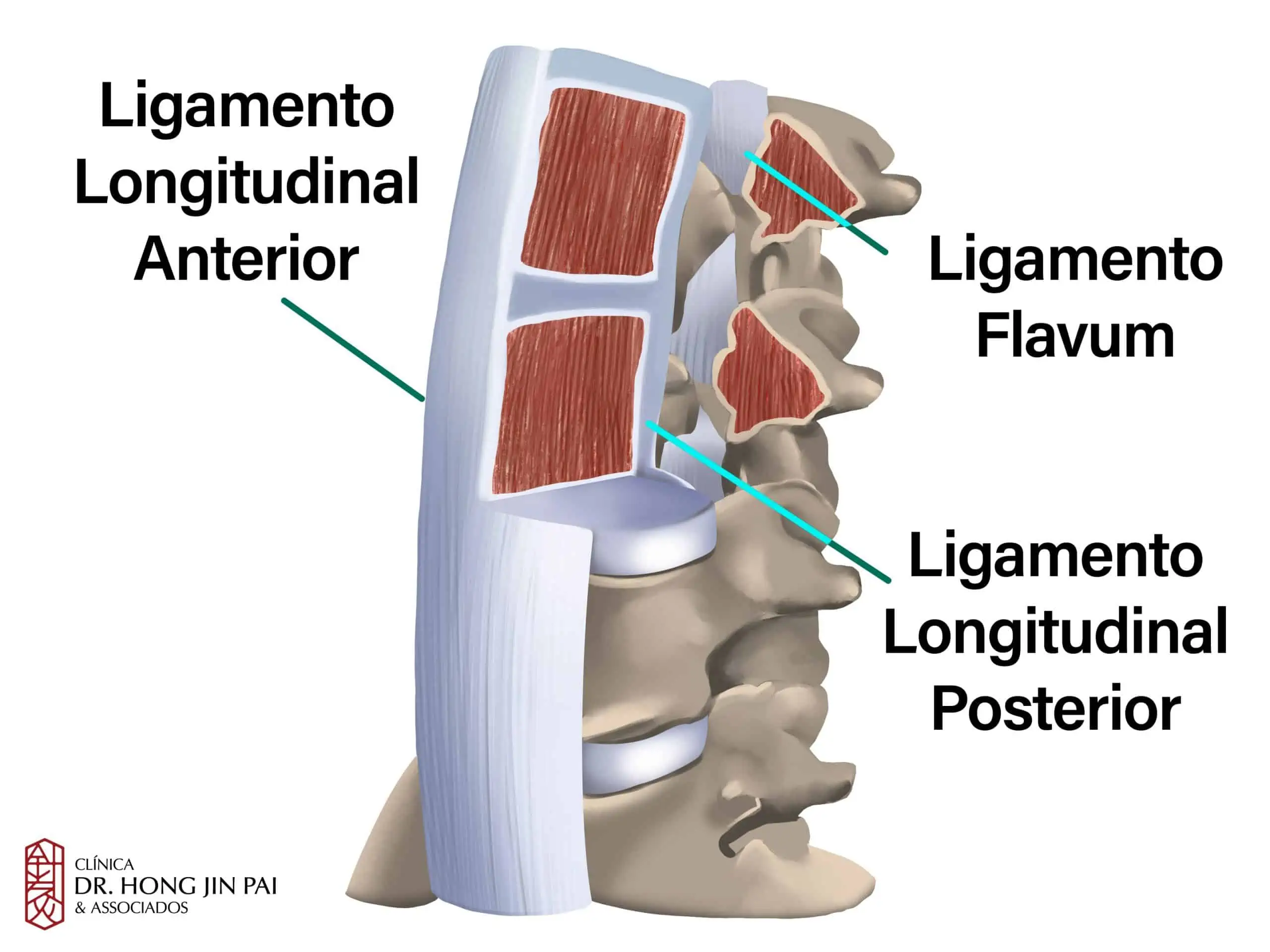 Anatomia da Coluna Vertebral: O que você precisa saber 12 ANATOMIA COLUNA vertebral LIGAMENTOS
