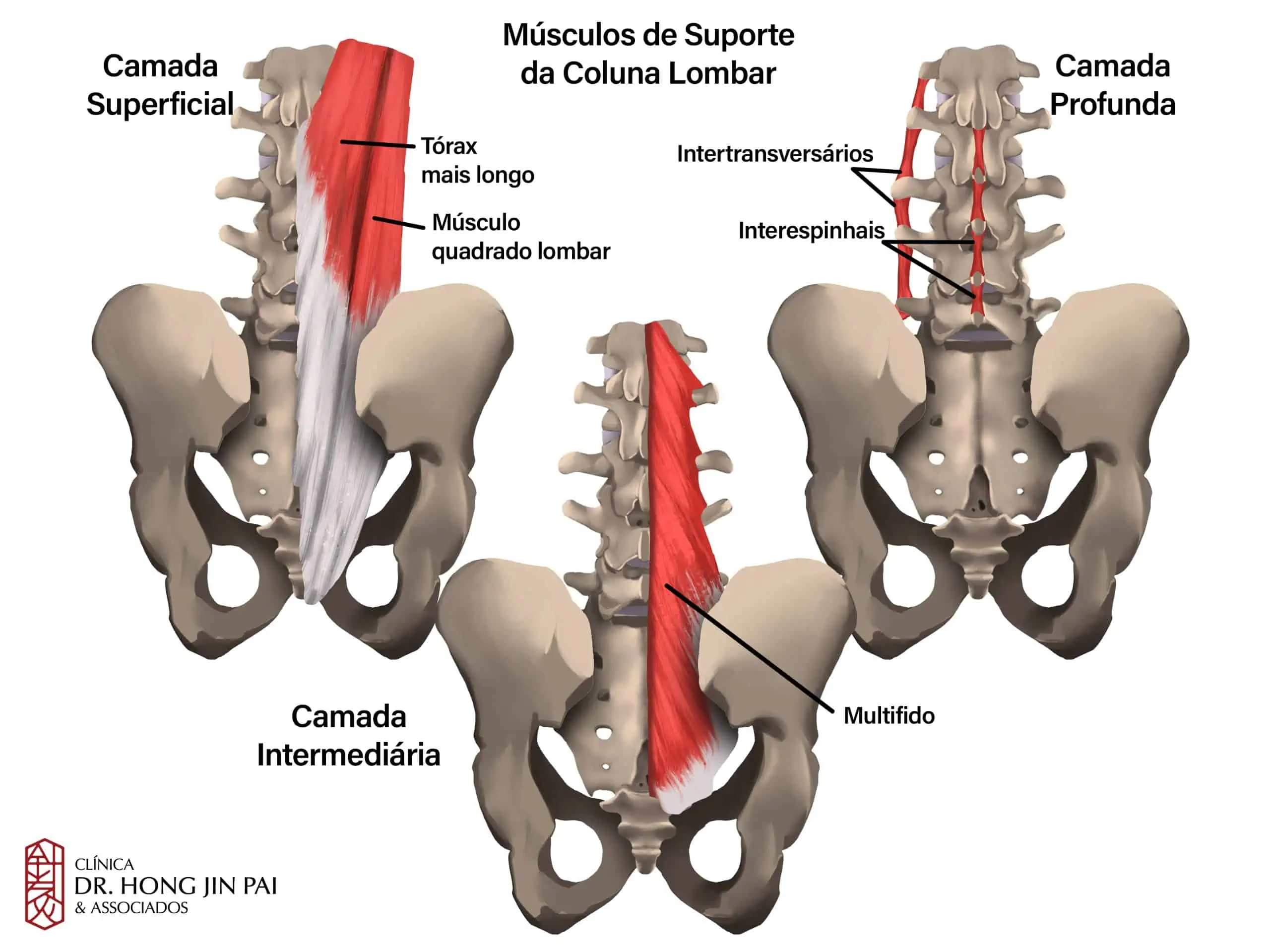 Anatomia da Coluna Vertebral: O que você precisa saber 14 ANATOMIA COLUNA vertebral MUSCULOS