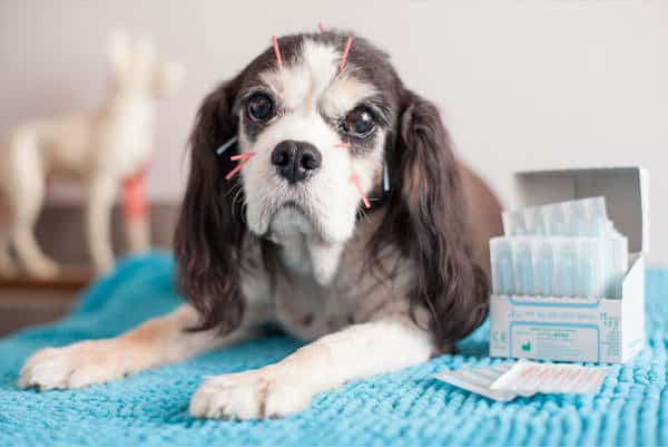 Cachorro deitado sobre toalha azul com pequenas agulhas coloridas de acupuntura na cabeça e no pescoço, ao lado de uma caixa de agulhas.