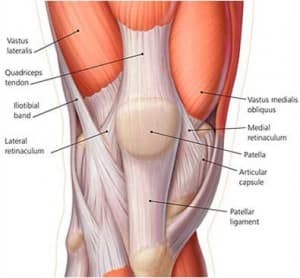 Diagrama da musculatura anterior do joelho com vasto lateral, vasto medial oblíquo, tendão do quadríceps, retináculos, patela e ligamento patelar identificados.