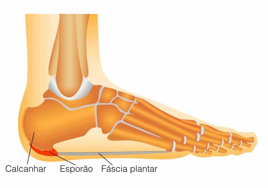 anatomia esporao calcaneo