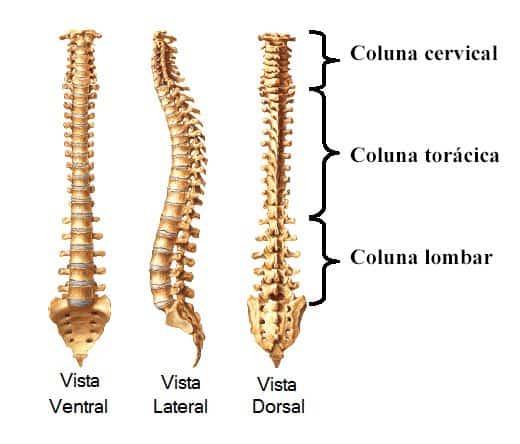 anatomia coluna vertebral
