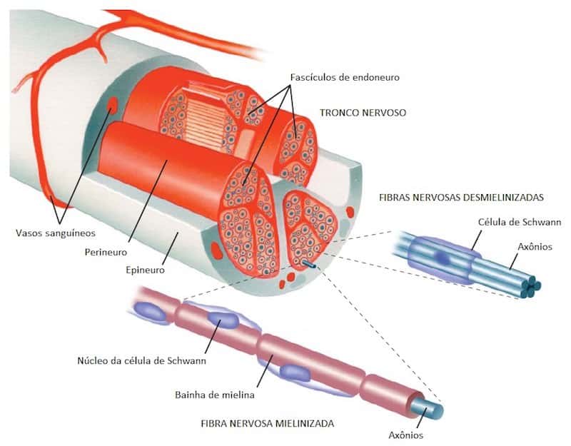 anatomia nervo periferico