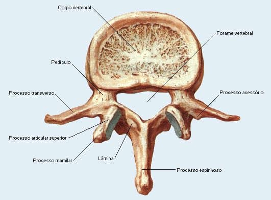 Diagrama anatômico de uma vértebra lombar vista de cima, com rótulos em português indicando corpo vertebral, forame vertebral, pedículo, lâmina, processo espinhoso e processos transverso e articular.