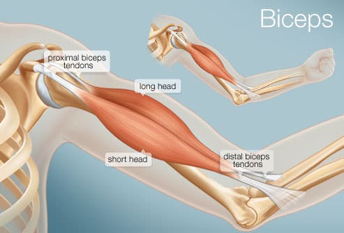 Ilustração do braço mostrando o musculo bíceps braquial com os tendões proximais (cabeça longa e curta) na altura do ombro e os tendões distais junto ao cotovelo.