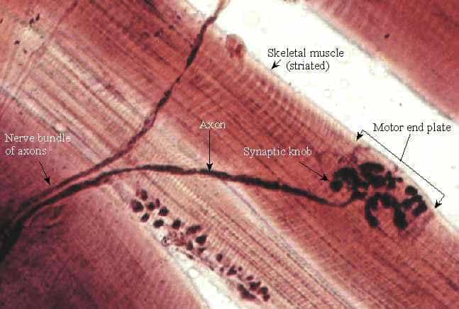 anatomia ponto gatilho microscopio