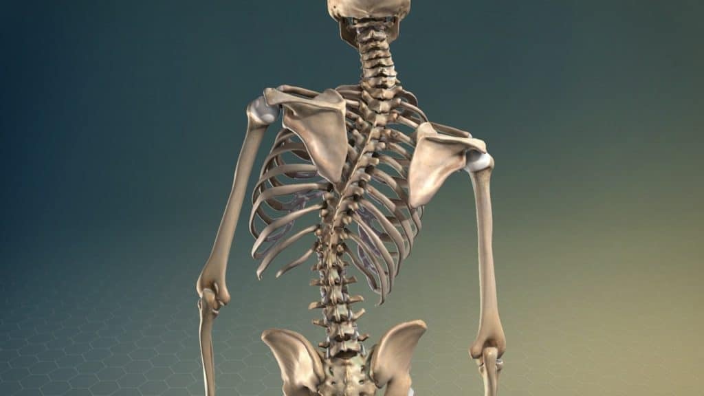 Renderizacao 3D do esqueleto do tronco visto de costas mostrando coluna vertebral, costelas, escápulas e bacia sobre fundo escuro.