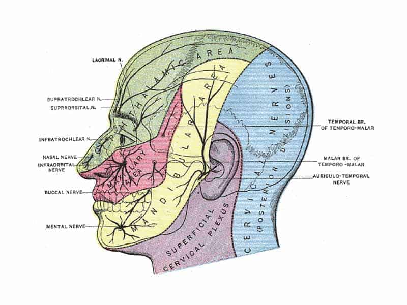 inervacao da face dor orofacial