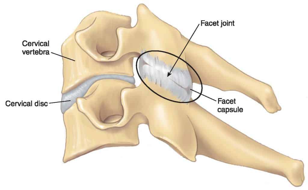Esqueleto da coluna vertebral em vista ventral, lateral e dorsal, com chaves marcando as regiões cervical, toracica e lombar
