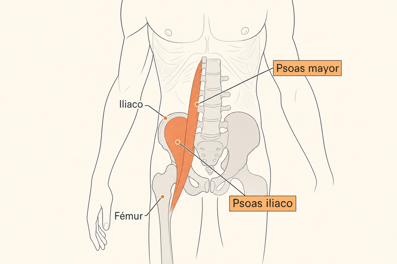 Renderizacao 3D do tronco com o musculo iliopsoas em vermelho mostrando psoas e ilíaco descendo até o fêmur