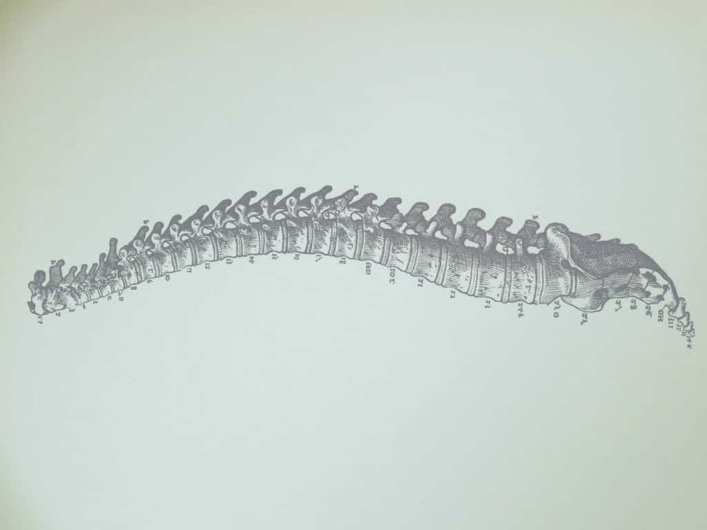 Gravura anatômica antiga da coluna vertebral em vista lateral, com vértebras numeradas em tom acinzentado