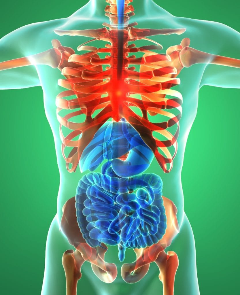 Render anatômico do tronco humano com a coluna realcada em vermelho e os órgãos digestivos em azul vistos por transparência