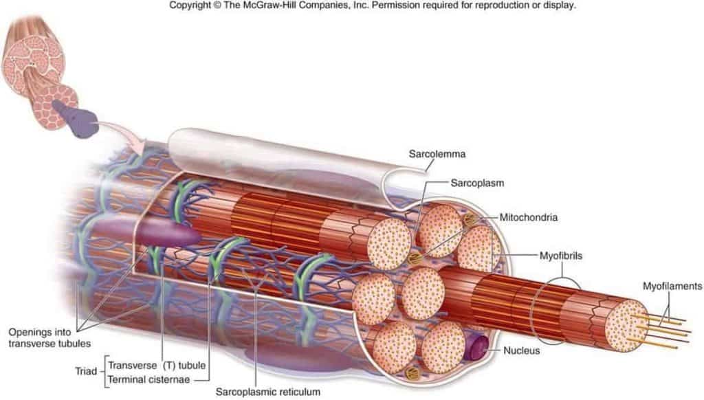 espasmo-muscular-dor-lombalgia