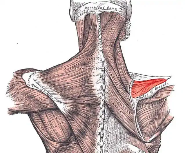 musculo supraespinhal ombro