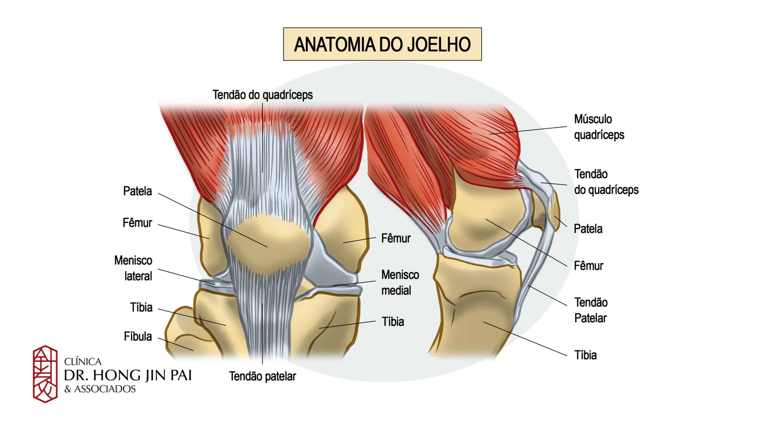 Anatomia Joelho