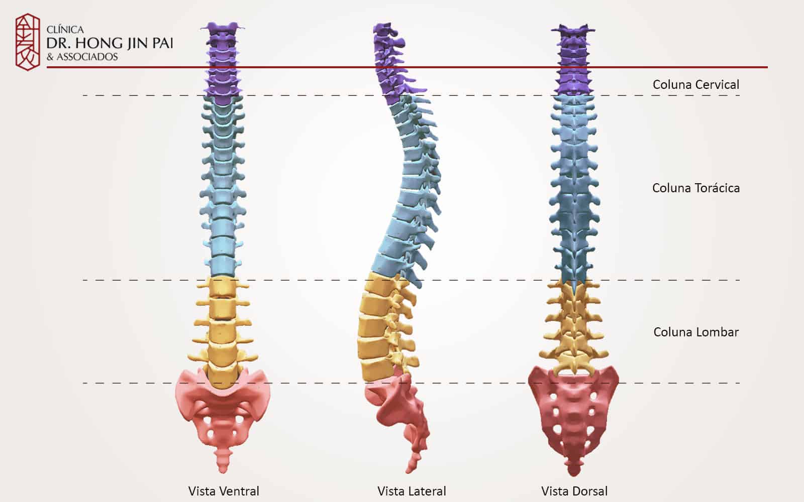 vistas da coluna vertebral