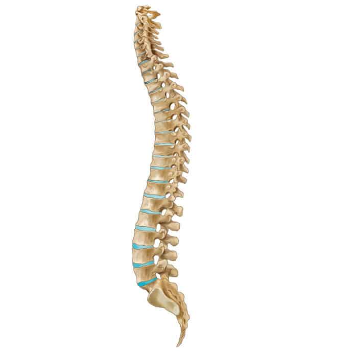 Renderizacao 3D da coluna vertebral humana em vista lateral, mostrando vértebras e discos intervertebrais em azul, sobre fundo branco