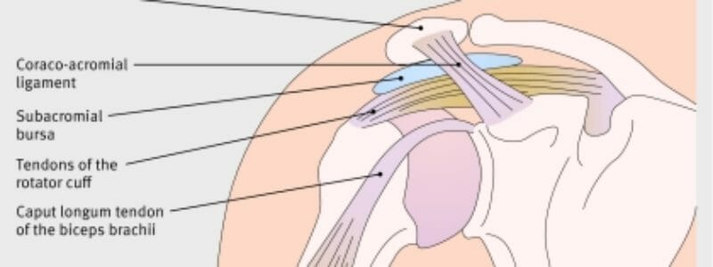 Corte anatômico do espaço subacromial com legendas do ligamento coracoacromial, bursa subacromial, tendões do manguito rotador e tendão da cabeça longa do bíceps.