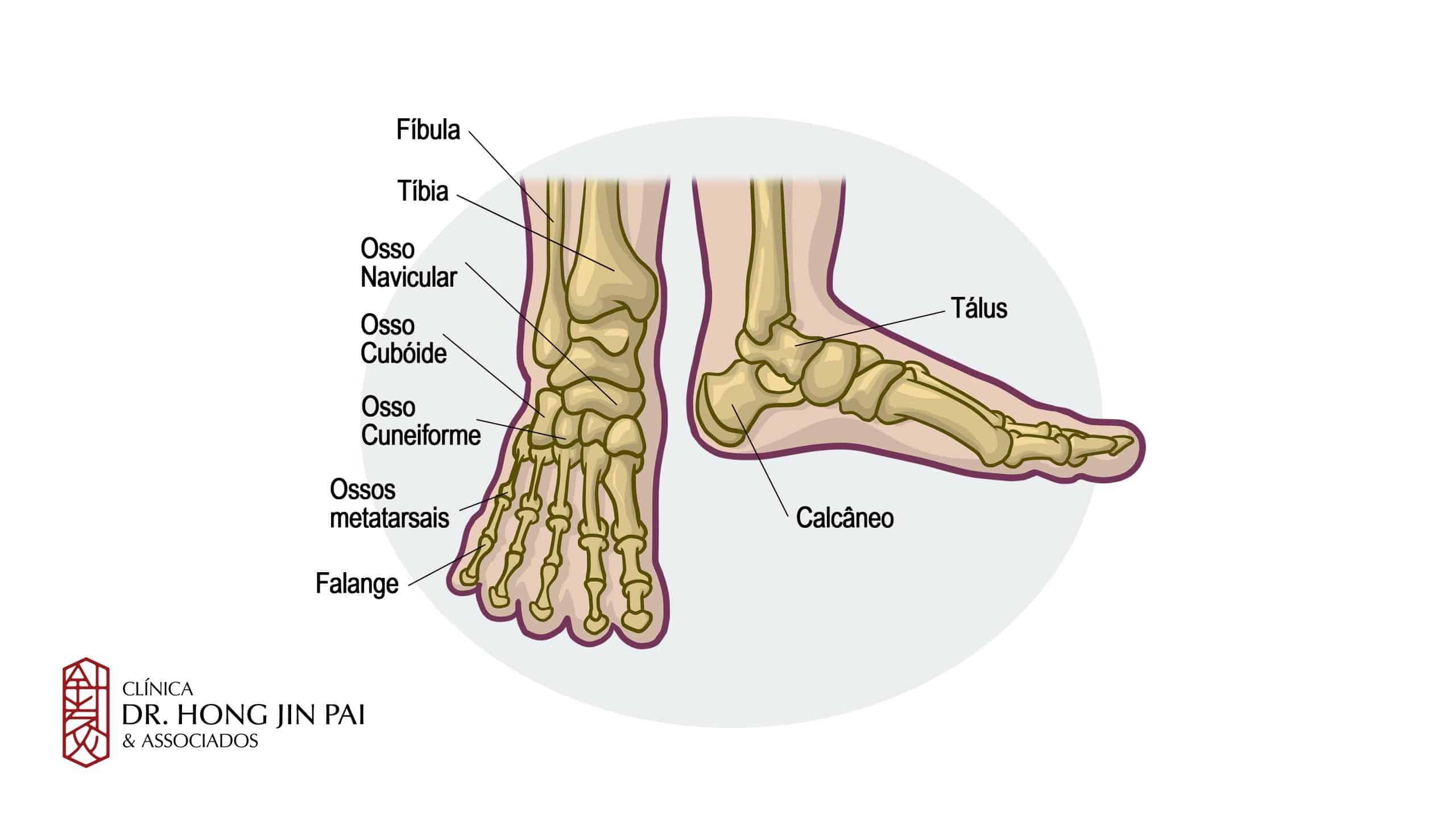 Anatomia do Pe