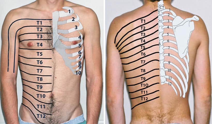 Diagrama do tronco em vista frontal e posterior com os trajetos dos nervos intercostais numerados de T1 a T12 sobre as costelas