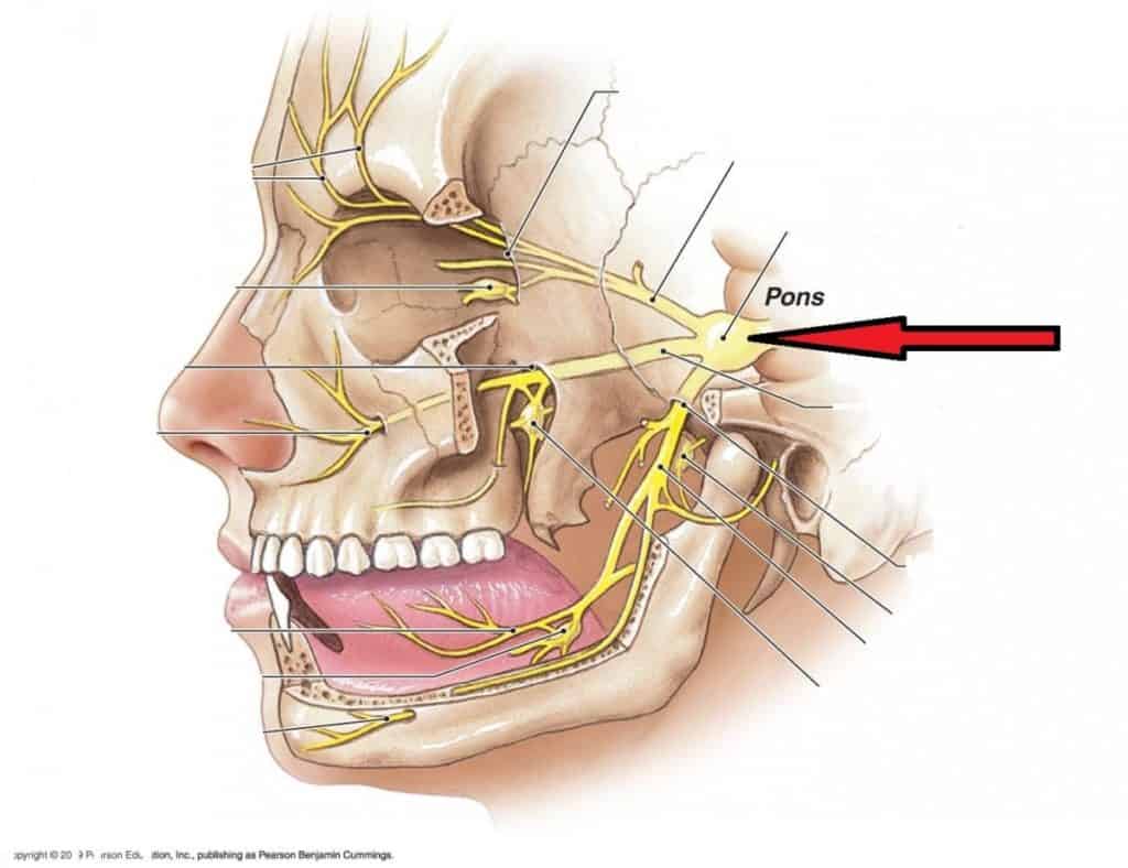 Diagrama anatômico do perfil de uma face mostrando os ramos do nervo trigêmeo saindo da ponte em direção a olho, maxilar e mandíbula