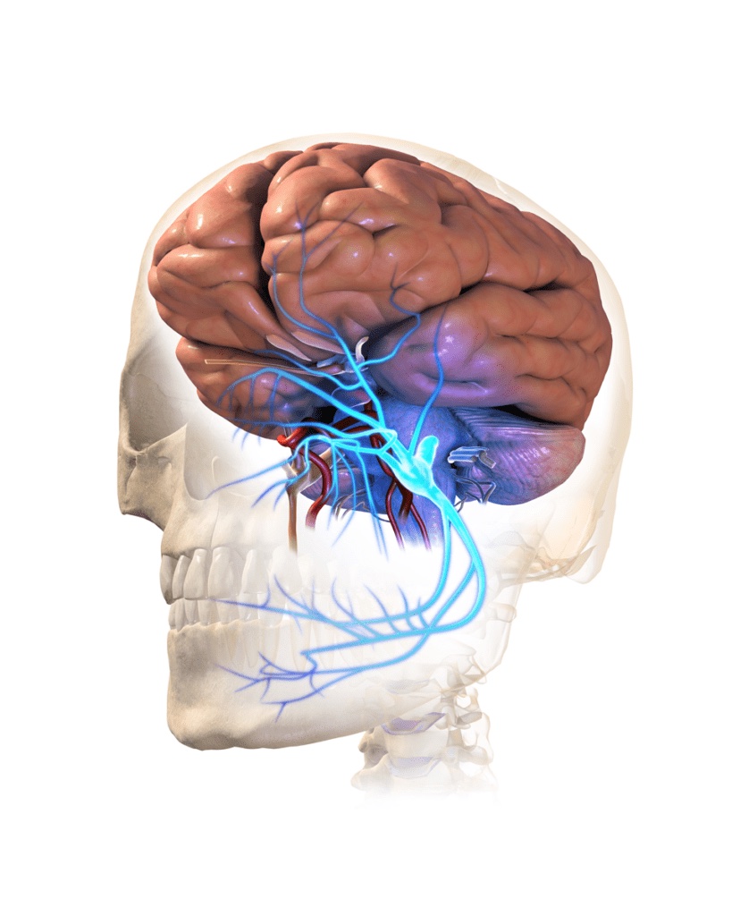 Render 3D de um crânio translucido mostrando o cérebro e os ramos do nervo trigêmeo destacados em azul percorrendo a face