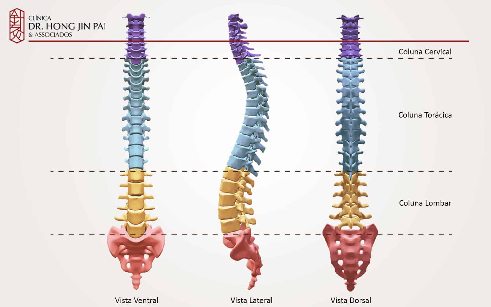 Divisões e curvaturas da coluna vertebral 