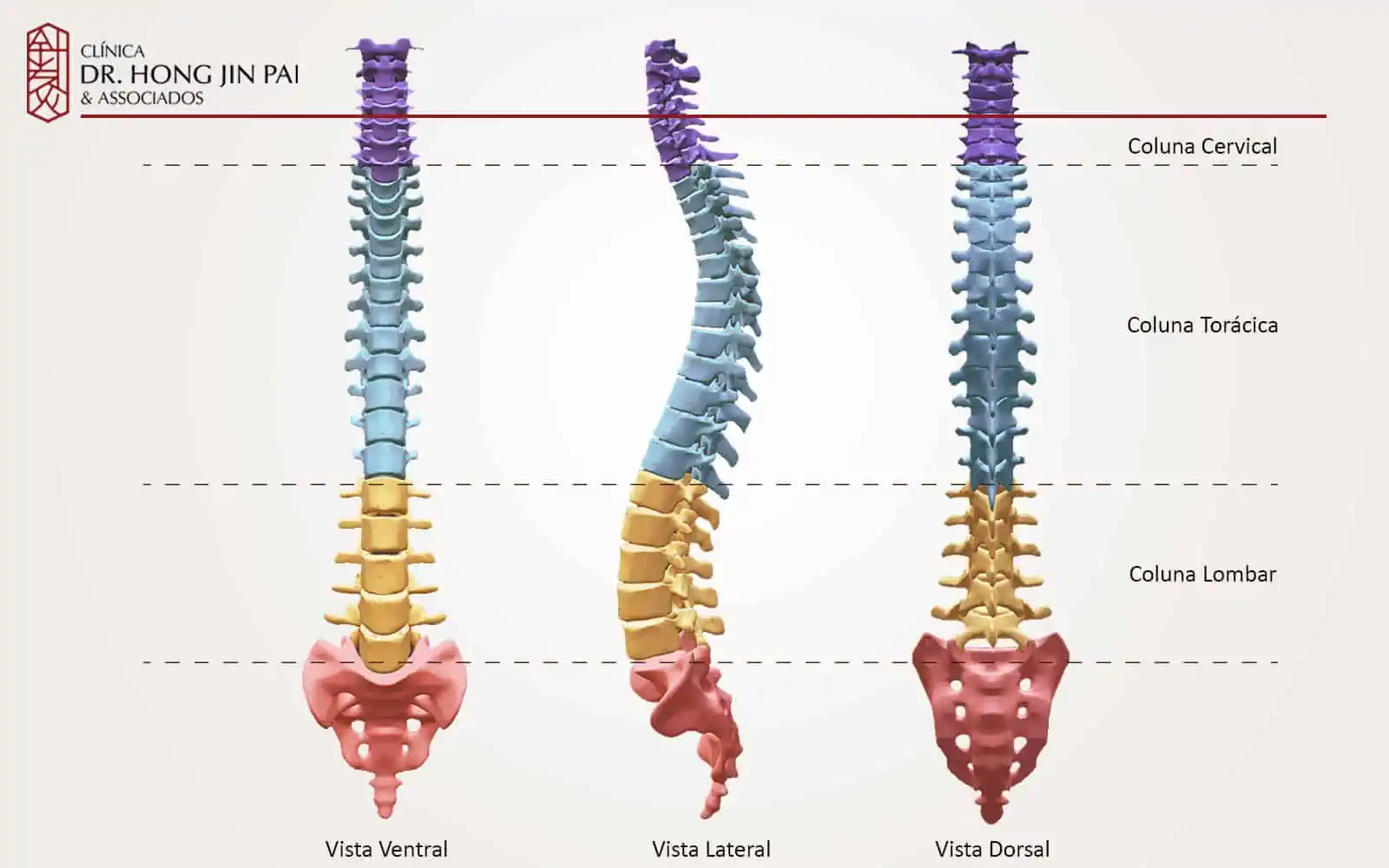 Divisões e curvaturas da coluna vertebral 