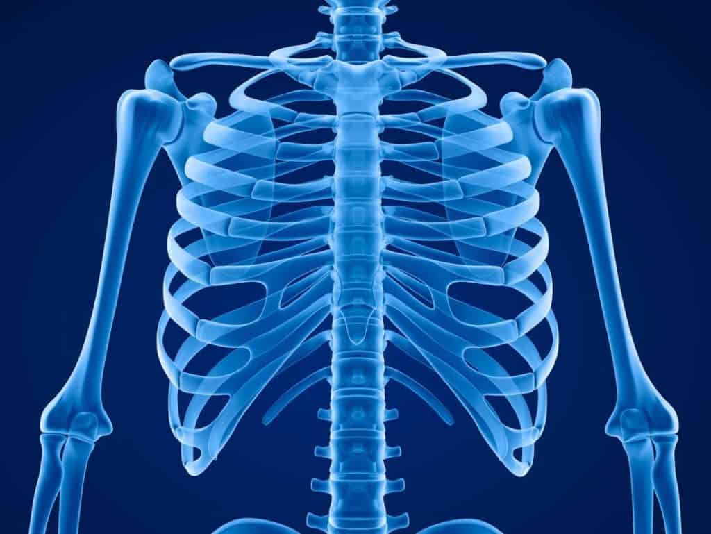 Render 3D em tom azul da caixa toracica anterior mostrando as costelas, o esterno, as claviculas e a coluna vista de frente