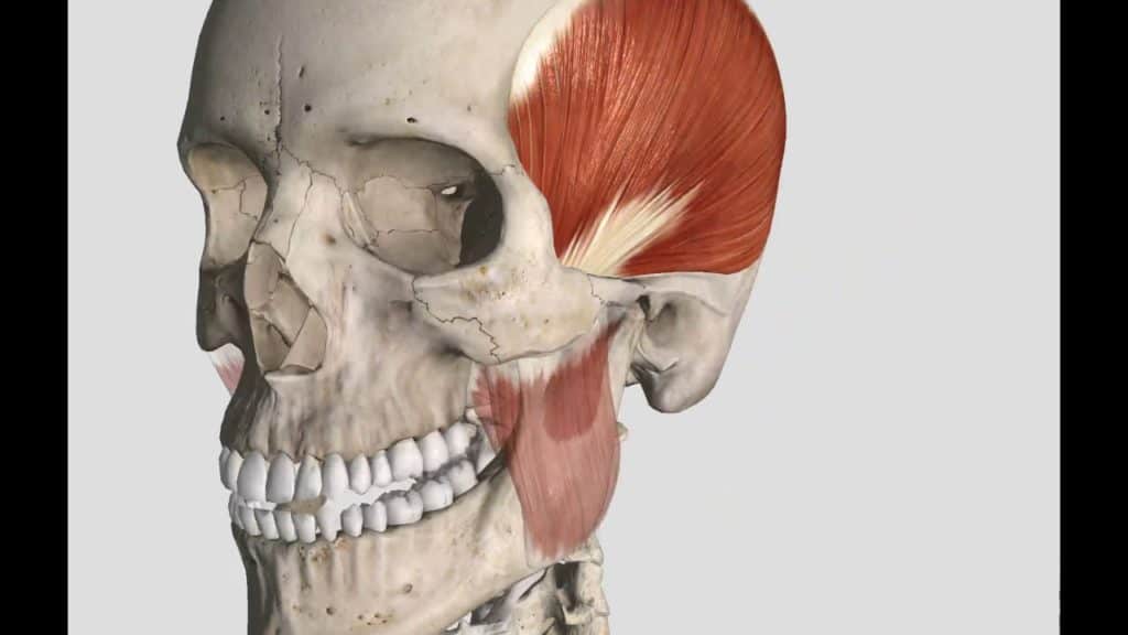Render anatômico 3D de um crânio mostrando o musculo temporal em vermelho no lado da cabeça e o musculo masseter sobre a mandíbula.