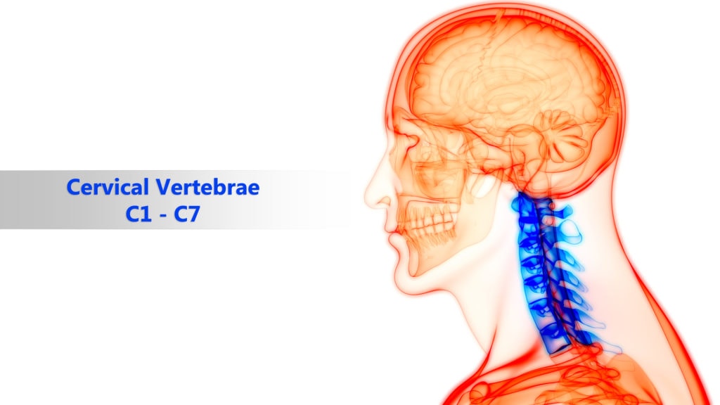 Render anatômico do crânio e pescoço em transparência laranja com as sete vértebras cervicais C1 a C7 destacadas em azul, vista de perfil.