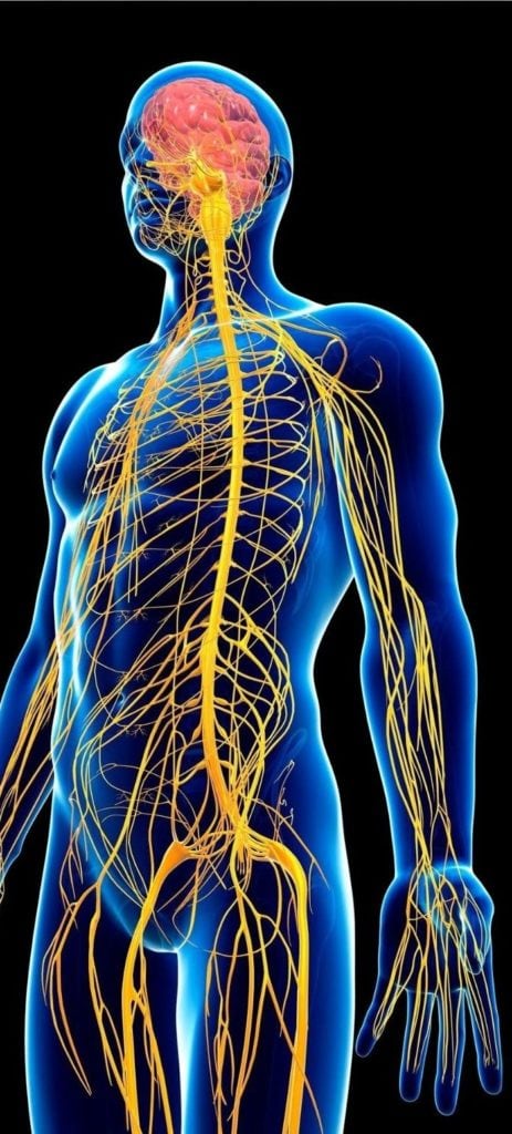 Renderização anatômica do sistema nervoso humano com o cérebro e a rede de nervos destacados em amarelo sobre o corpo em azul