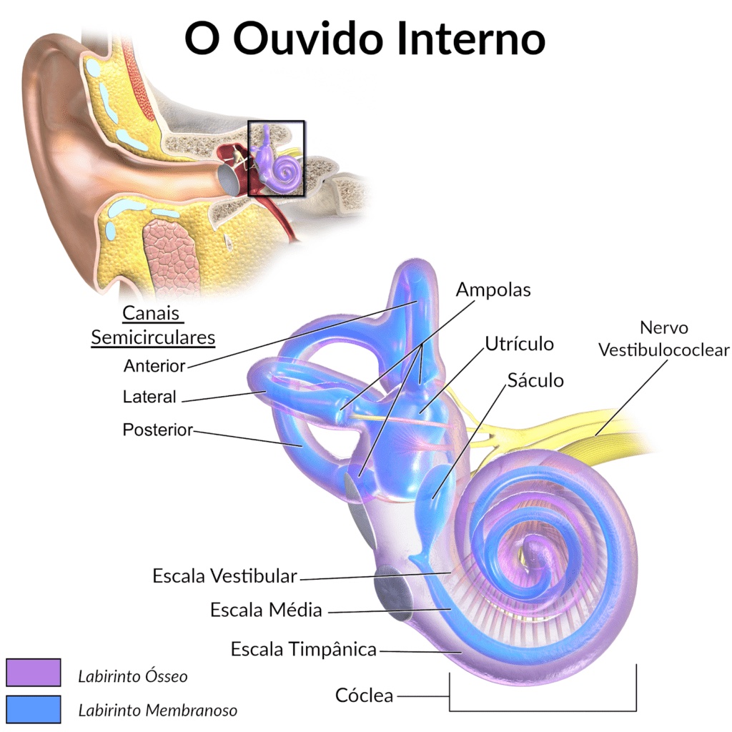 Diagrama do ouvido interno mostrando os canais semicirculares anterior, lateral e posterior, utrículo, sáculo, cóclea e nervo vestibulococlear, com legenda de labirinto ósseo e membranoso.