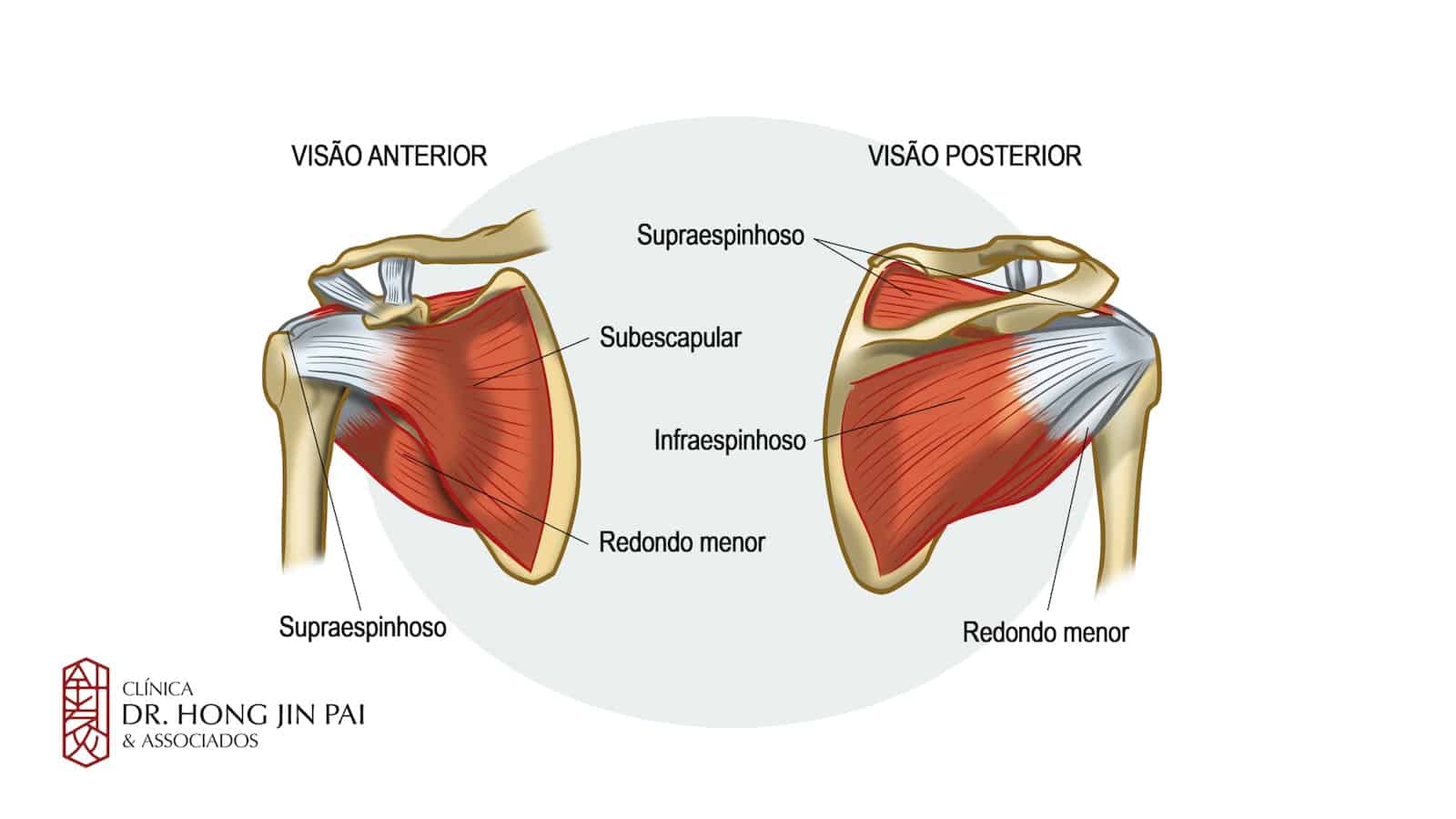 Anatomia do Ombro