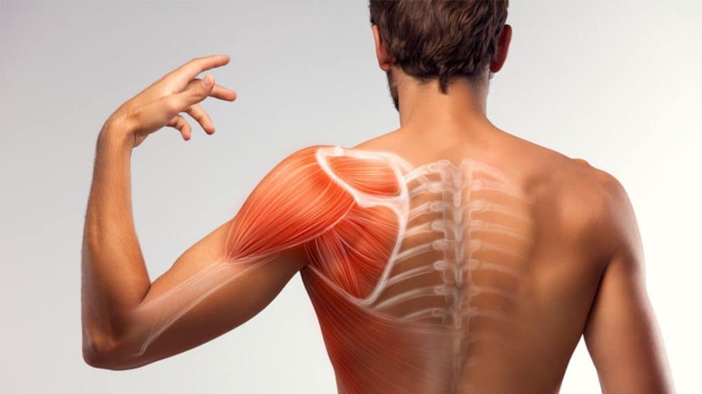Render anatômico das costas de um homem com a musculatura do ombro e da escápula destacada em vermelho sobre a caixa toracica e a coluna em transparência.
