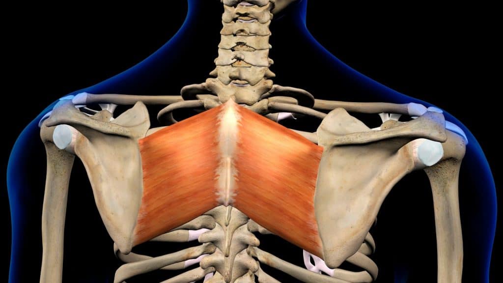 Render anatômico 3D do tronco visto por trás, com os músculos romboides destacados em laranja entre as duas escápulas, ligados à coluna vertebral.