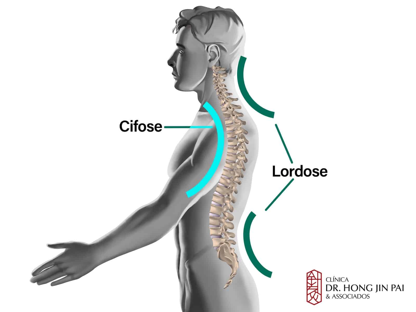 Anatomia Coluna Lombar