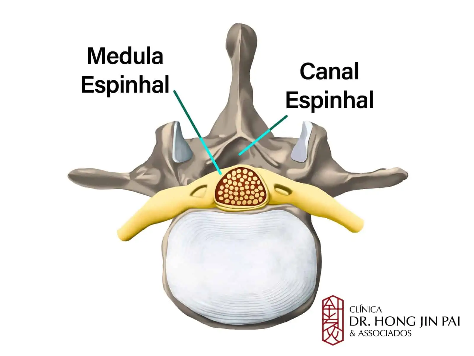 Medula espinhal e Forame Vertebral