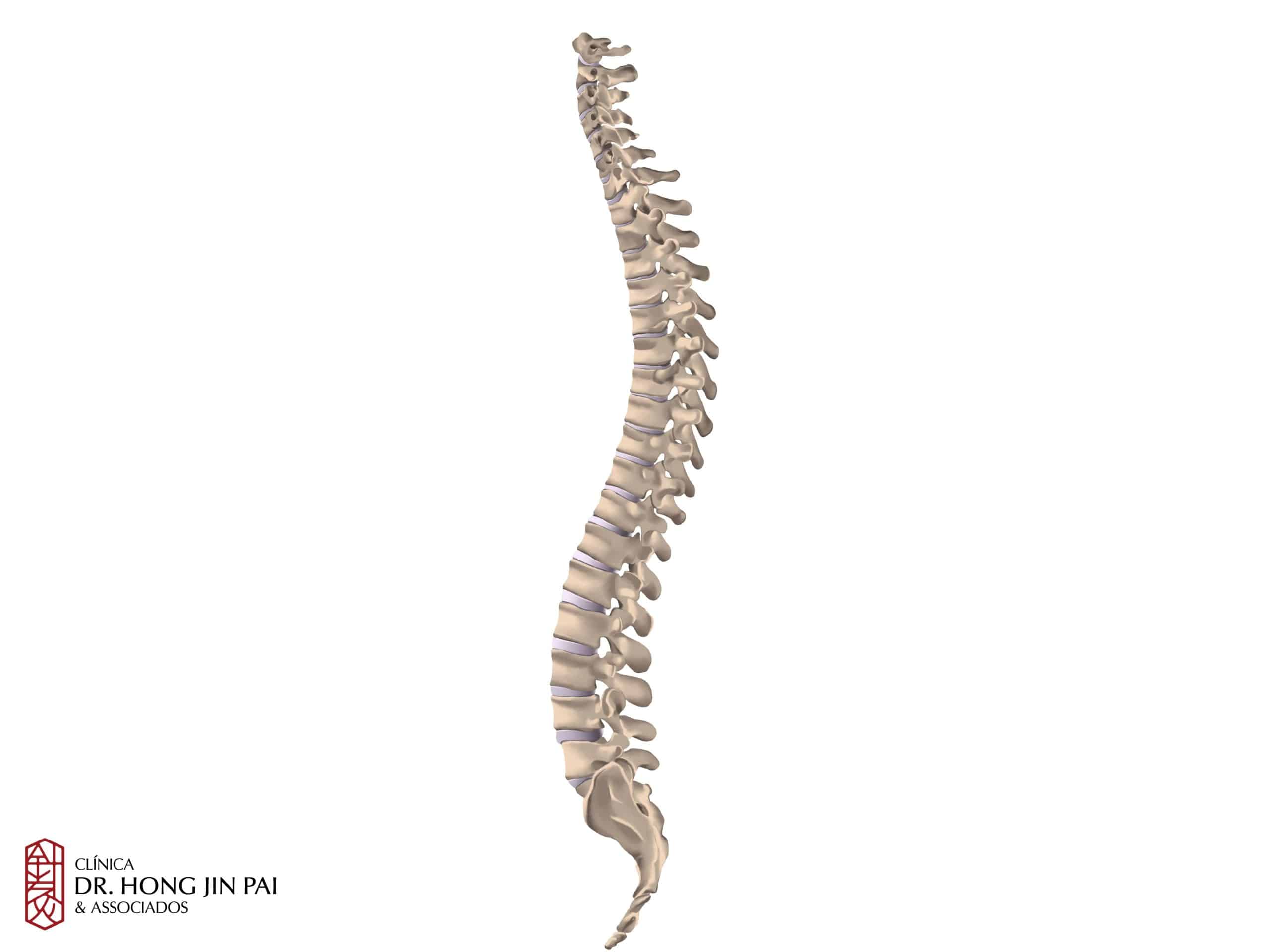 Anatomia da Coluna Vertebral: O que você precisa saber - Clínica