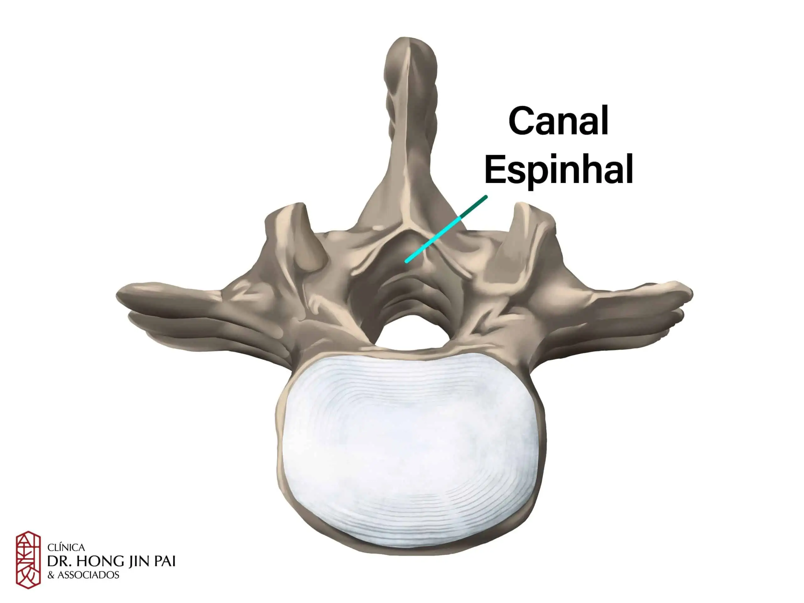 ANATOMIA COLUNA vertebral CANAL ESPINHAL scaled