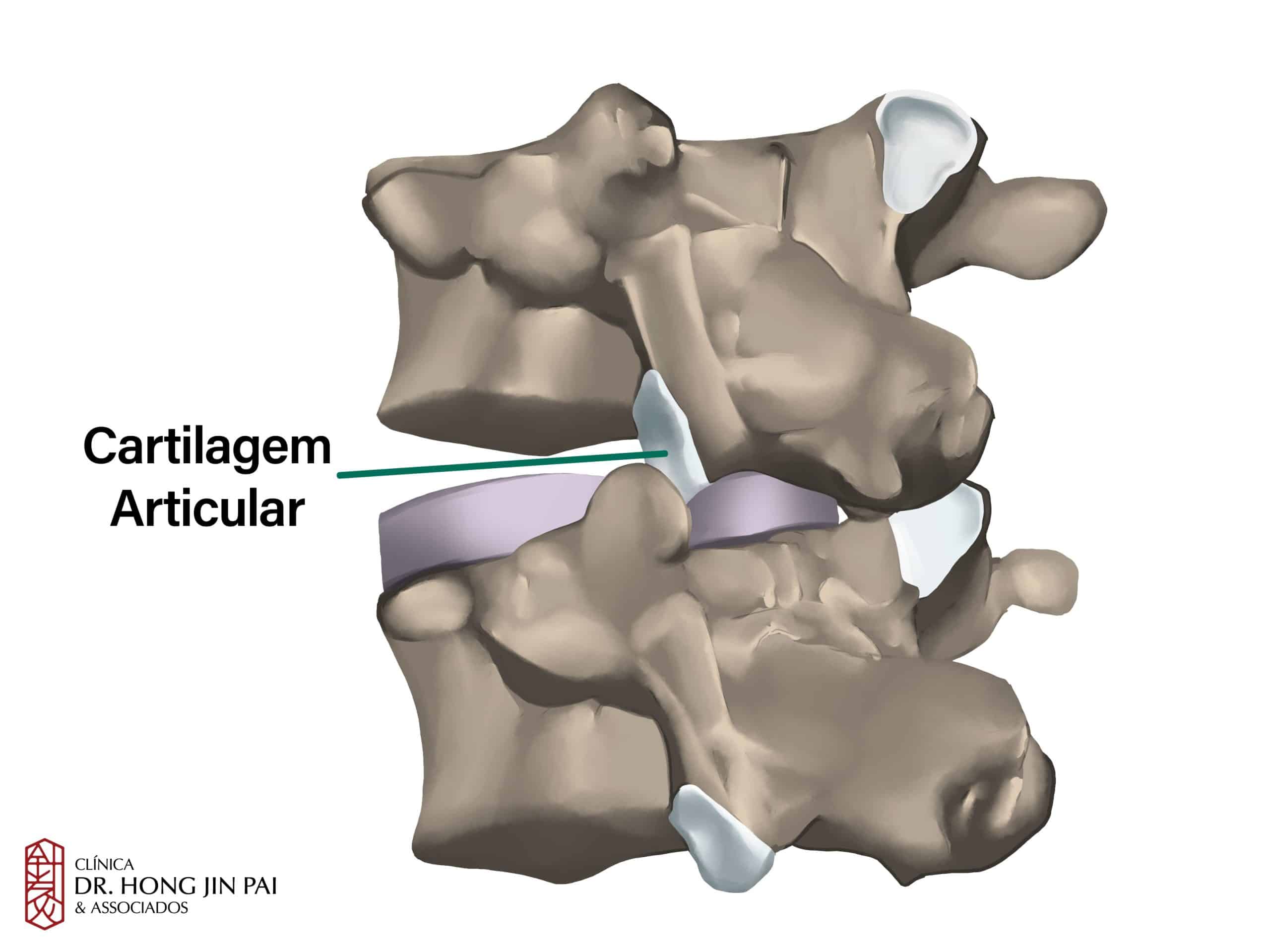 ANATOMIA COLUNA vertebral CARTILAGEM