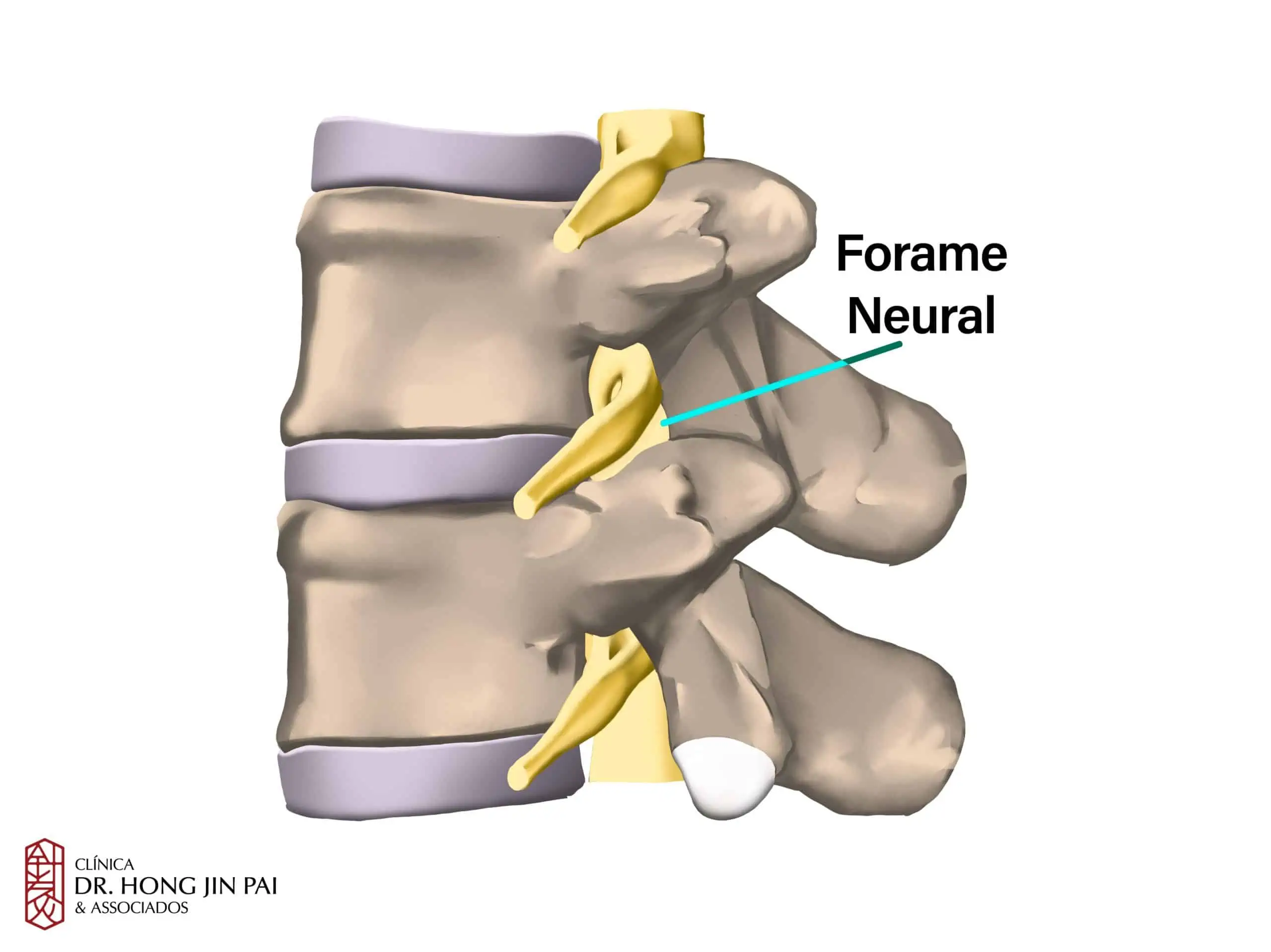 ANATOMIA COLUNA vertebral FORAME NEURAL